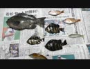 【贅沢】敦賀新港で釣った魚を捌いて喰う！