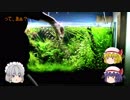 【アクアリウム】トリミング　/咲夜たちと旅する幻想水景記.04