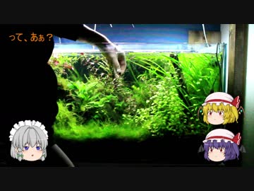 【アクアリウム】トリミング　/咲夜たちと旅する幻想水景記.04