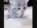 マンチカンが可愛すぎて辛い(=^・^=) Part4