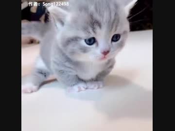 マンチカンが可愛すぎて辛い(=^・^=) Part4