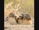 ホモと見る変な棒を背負った仲間に驚愕するフクロウ