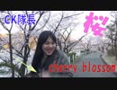 CHAKAのお花見2019 桜が1100本も植えられた公園！