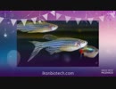 Zebrafish model