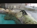 フンボルトペンギン