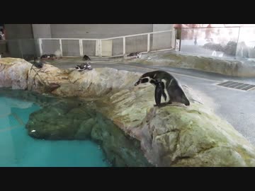 フンボルトペンギン