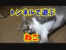 透明な筒を作ったら猫ホイホイ！転がしたら面白かったw