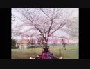 【ちゃんちゃん】Spring Shower 【踊ってみた】