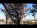 地元の桜の木が満開になりました