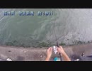【釣り動画】福井 敦賀新港で大量に魚が釣れました！小さいけど笑