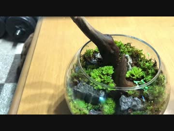 春だしコケリウムやるぞ。苔リウム。