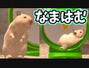 うちのハムスターかわいいなぁ。【なまはむ】＃1