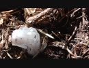 （ゆかマキ解説）変態忍者の、狩猟＆有害鳥獣駆除従事活動記・その６８