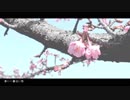 春に一番近い街　歌ってみた / にしやま。