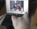 ガチムチ動画を鑑賞する猫 ～兄貴と猫と時々TDN～