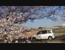 ホモと見る楽しいお花見会.chakra