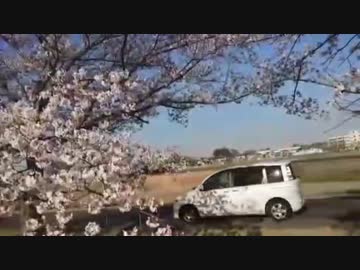 ホモと見る楽しいお花見会.chakra