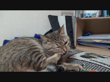 ＃89　爪切りが気に入らなかったタタルさん