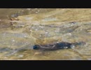鯉の真似をする鵜