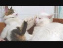 ペロペロを全力で嫌がる猫