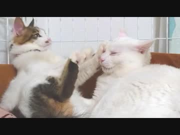 ペロペロを全力で嫌がる猫