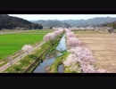 【4Kドローン空撮】岐阜県山県市 鳥羽川サイクリングロード 桜空撮 DJI Mavic2 Pro & BMPCC4K