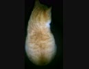 【ネコ】もふもふ、させて下さい