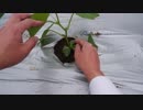 きゅうり栽培実況vol.79   H31春-4  しおれるな〜しおれるな〜しおれるな〜原因は〇〇だった。