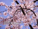 誕生日に贈る言葉～4月7日生まれの洞察力に優れたあなたに－聴きものがたり