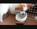 食事が出てくる直前でそわそわしているワンコ（パピヨン）3