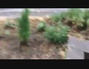鉄ヲタしきねーこ の外配信 part4【2018/08/24】