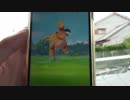 【ポケモンGO】3度目の野生のカイリューが現れた！