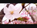 嵐山さくらまつり花火大会2019