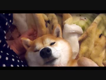 うちの、おねむな柴犬くん