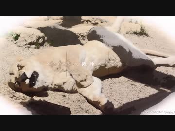 【春ニカ祭2019】微睡【NNIオリジナル曲】