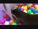 ボール入れの中にエサを入れたら大変なことになった