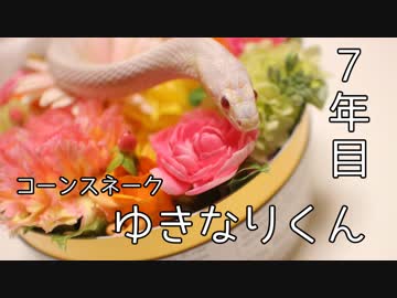 コーンスネークゆきなりくん、７年目の春