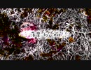 【初音ミク】落果 / MUQ