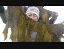 外来種を食べに行こう！【#11外来種番外ワカメ採取】
