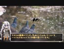 【第一回自転車動画祭】あかりさんぐるめらいど！【お花見ポタリング2019】