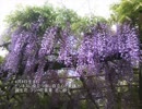 誕生日に贈る言葉～4月8日生まれの自立心の強いあなたに－聴きものがたり