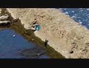 カワセミホバリング、狩りごっこor水浴び？