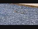 桜と野鳥いろいろ□□□□□□□□□