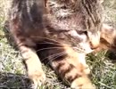 のらねこ4