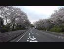【字幕車載】静岡より桜の花びらを