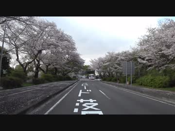 【字幕車載】静岡より桜の花びらを