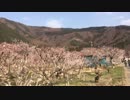 [旅行]千曲市あんずの里をただ歩くだけの30秒