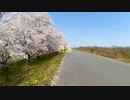 木曽長良背割堤の桜と笠松町サイクリングロード（テキストなし倍速しただけ）