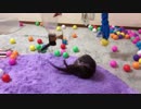 とりあえず動くものは何でもオモチャ