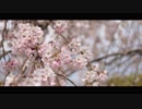 「3月9日」をコラボしてみました。byなごは・H@LLo